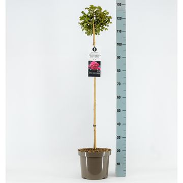 Rosa LEONARDO DA VINCI