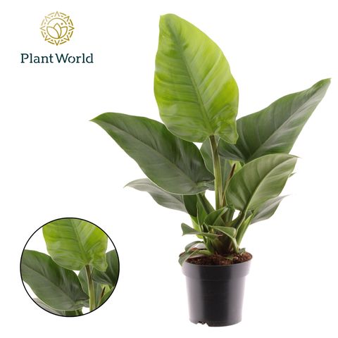 Philodendron 'Imperial Green'