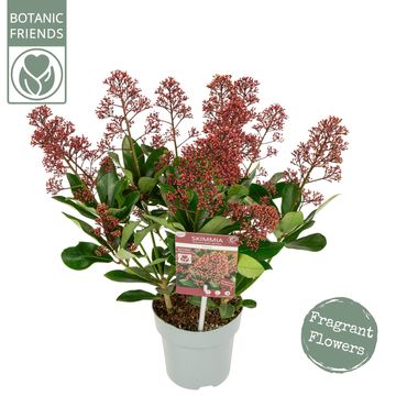 Skimmia japonica EXSTASE