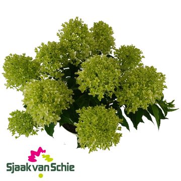 Hydrangea paniculata WHITELIGHT