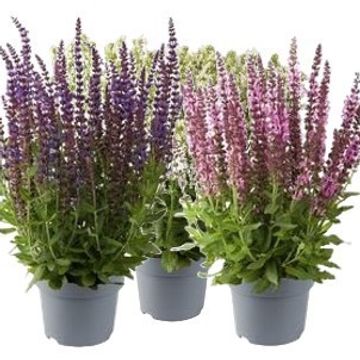 Salvia nemorosa SENSATION COMPACT MIX