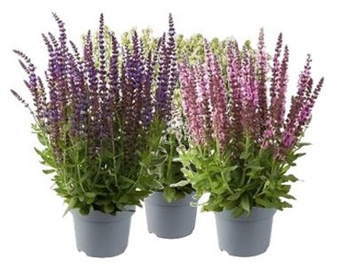 Salvia nemorosa SENSATION COMPACT MIX