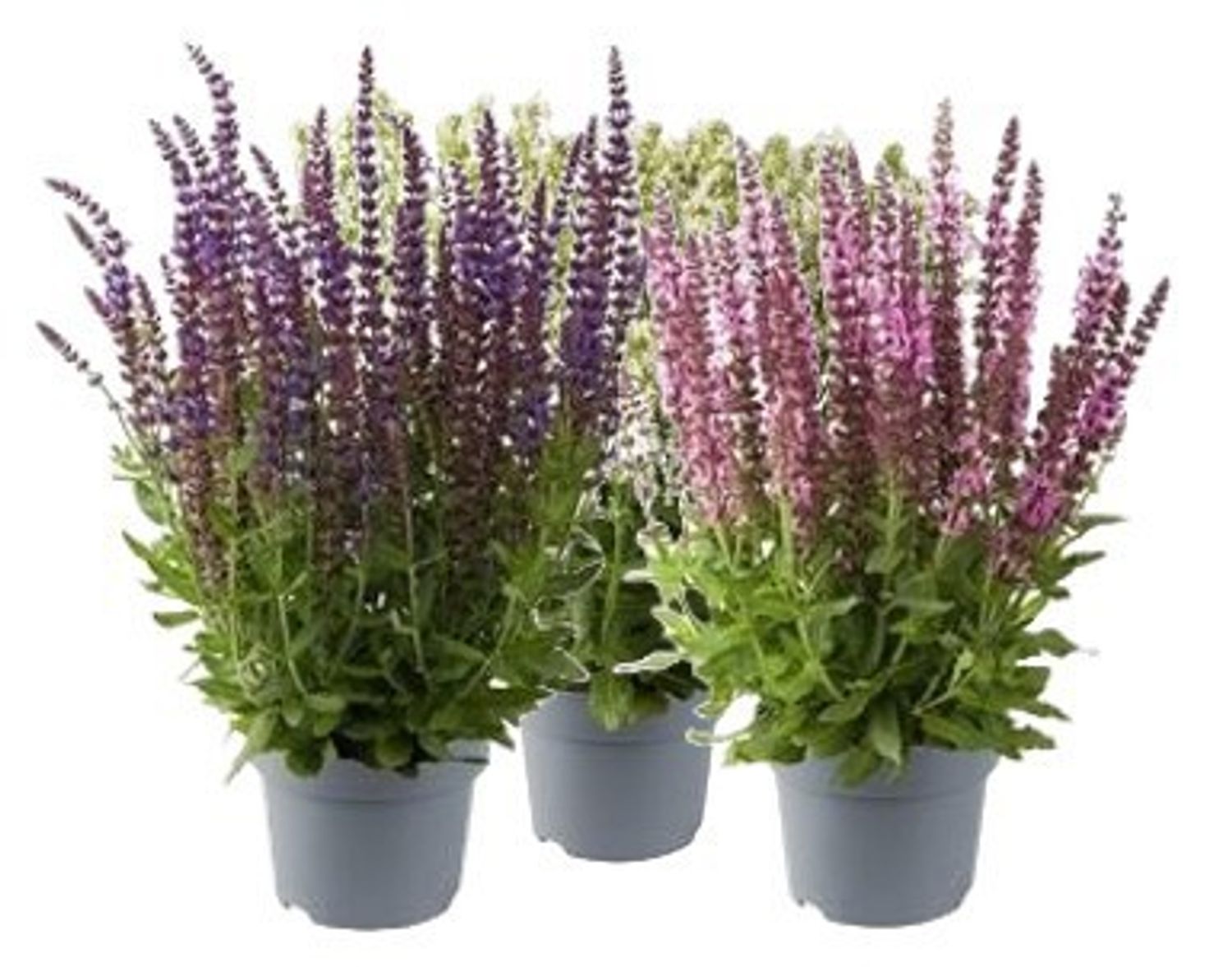 Salvia nemorosa SENSATION COMPACT MIX — Plantegrossist FlorAccess