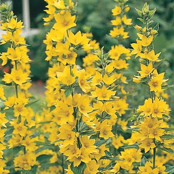 Lysimachia punctata