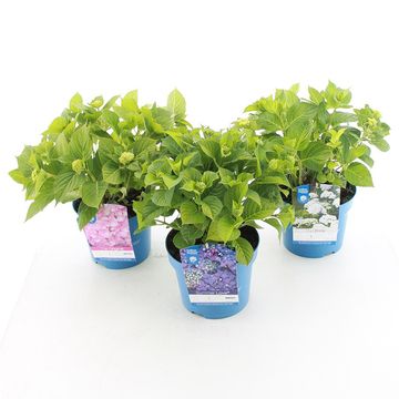 Hydrangea macrophylla MIX