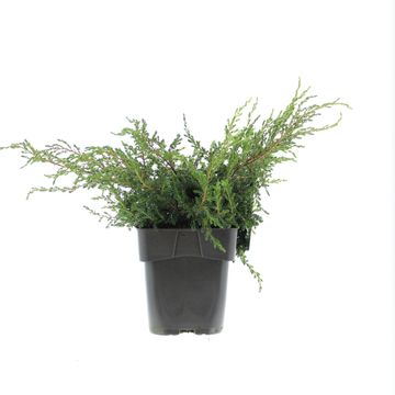 Juniperus communis 'Repanda'