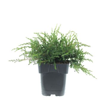 Juniperus communis 'Repanda'