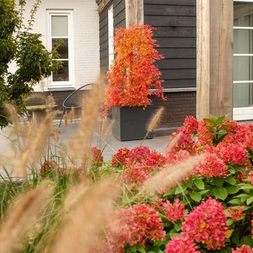 Acer palmatum 'Ryusen'