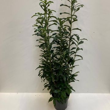 Prunus laurocerasus GENOLIA