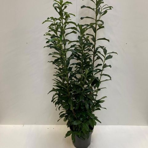 Prunus laurocerasus GENOLIA
