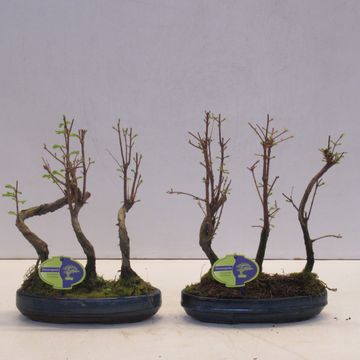 Metasequoia glyptostroboides