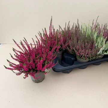 Calluna vulgaris GARDEN GIRLS MIX