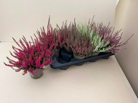 Calluna vulgaris GARDEN GIRLS MIX