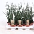 Sansevieria bacularis 'Fernwood Mikado'