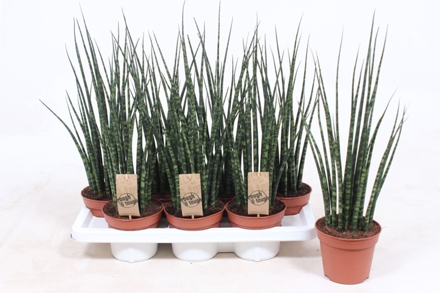 Sansevieria bacularis 'Fernwood Mikado'
