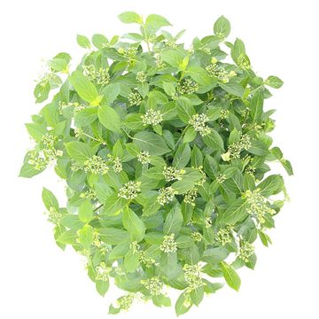 Hydrangea RUNAWAY BRIDE