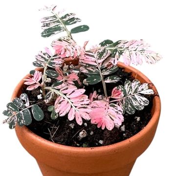 Phyllanthus urinaria 'Compacta Variegata'