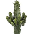 Euphorbia erythraea