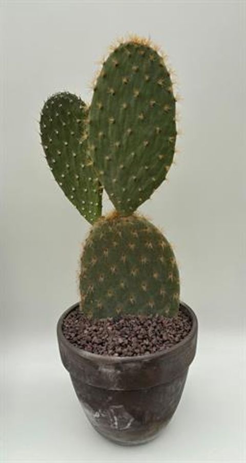 Opuntia galapageia