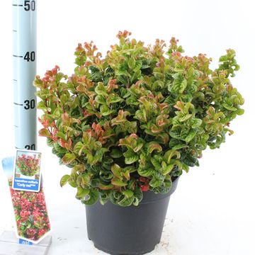 Leucothoe axillaris 'Курли Ред'