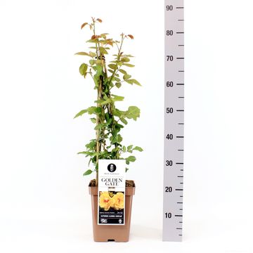 Роза ГОЛДЕН ГЕЙТ