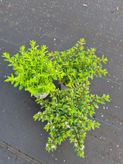 Cuphea hyssopifolia MIX