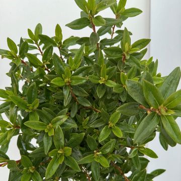 Rhododendron 'Блю Тит'