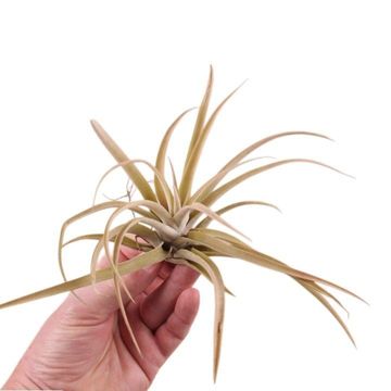 Tillandsia harrisii