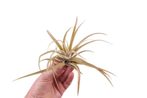 Tillandsia harrisii