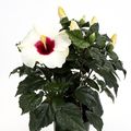 Hibiscus rosa-sinensis 'Adonicus White'