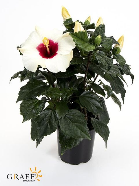 Hibiscus rosa-sinensis 'Adonicus White'