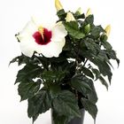 Hibiscus rosa-sinensis 'Adonicus White'