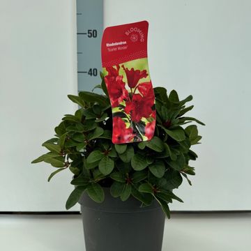 Rhododendron 'Scarlet Wonder' (F)