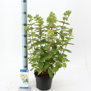 Hydrangea paniculata 'Bombshell'