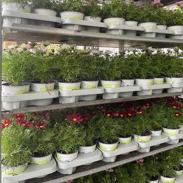 Cosmos bipinnatus CASANOVA MIX