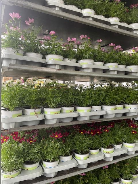 Cosmos bipinnatus CASANOVA MIX