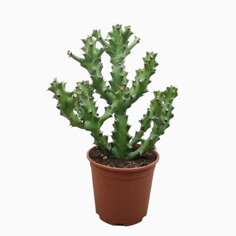 Euphorbia mauritanica