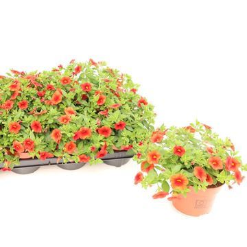 Calibrachoa MINIFAMOUS ORANGE