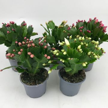 Schlumbergera MIX