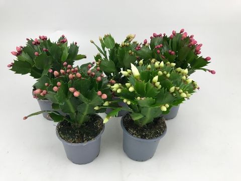 Schlumbergera MIX