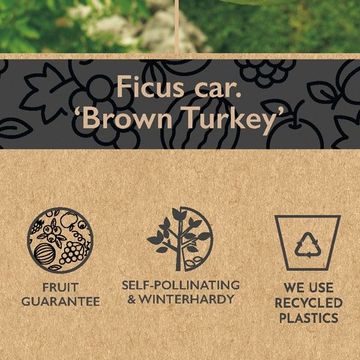 Ficus carica 'Brown Turkey'