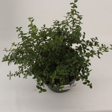 Ceanothus thyrsiflorus repens