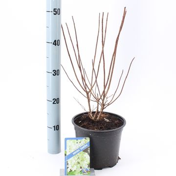 Hydrangea paniculata 'Grandiflora'