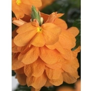 Crossandra infundibuliformis 'Fortuna'