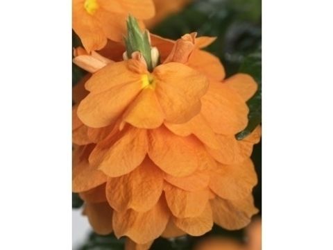 Crossandra infundibuliformis 'Fortuna'