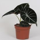 Alocasia 'Black Velvet'