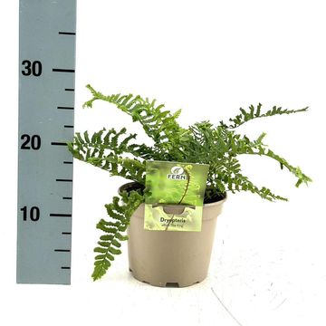 Dryopteris filix-mas 'The King'