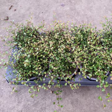 Muehlenbeckia complexa 'Pink Camouflage'