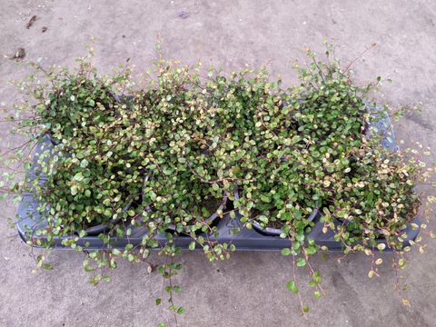 Muehlenbeckia complexa 'Pink Camouflage'