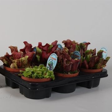 Rośliny mięsożerne MIX